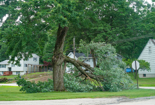 Reliable Old Westbury, NY Tree Removal Solutions